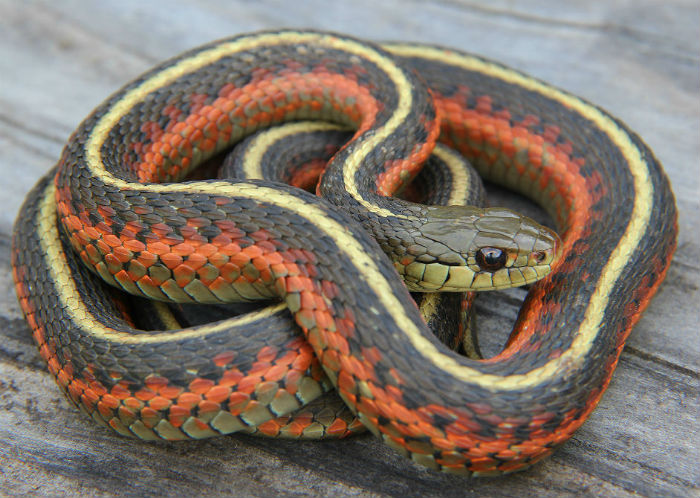Coast Garter Snake